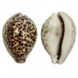 CYPRAEA TIGRIS 7/9 cm