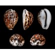 CYPRAEA TIGRIS 7/9 cm